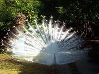 Weißer Pfau im Botanischen Garten