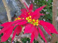 WOW - was für ein Weihnachtsstern