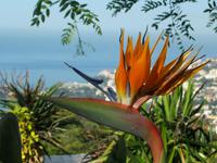 Strelizie im Botanischen Garten
