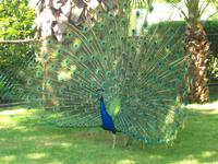 Pfau im Botanischen Garten
