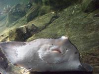 Aquarium auf der Expo - Rochen