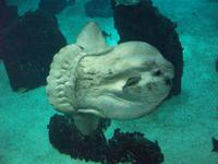 Aquarium - der ungewöhnliche 