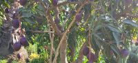37 Mangobaum