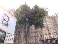 Orangenbaum in Lissabon