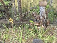 Funchal, botanischer Garten