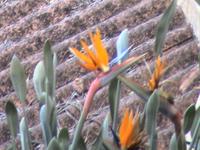 Funchal, botanischer Garten