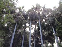 Funchal, botanischer Garten