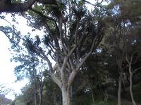 Funchal, botanischer Garten