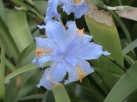 Funchal, botanischer Garten