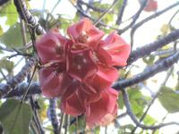 Funchal, botanischer Garten