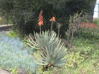 Funchal, botanischer Garten