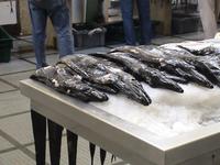 Schwarzer Degenfisch