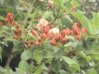 Madeira - die Blumeninsel