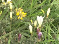 Madeira - die Blumeninsel