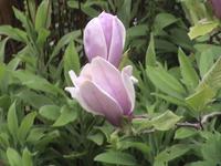 es blüht in 1000 Farben