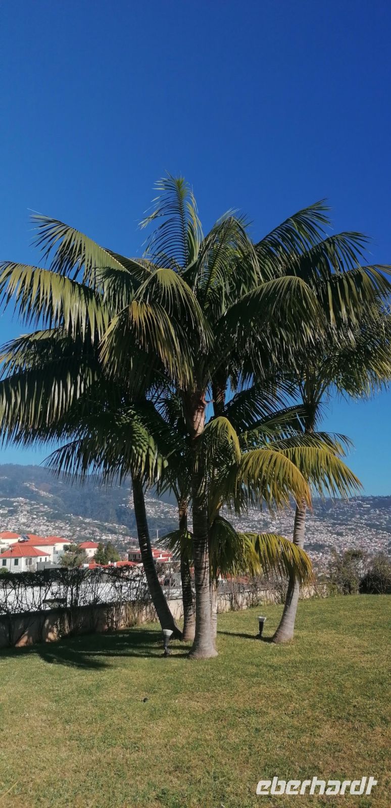 4 Silvester Madeira