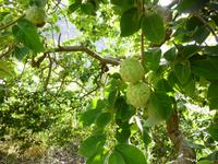 Levadawanderung - Pimpinella