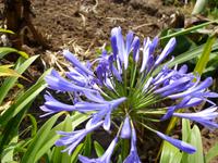 Levadawanderung - Agapanthus