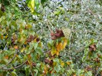  Kräutergarten - Lippenstiftbaum