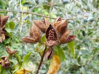  Kräutergarten - Lippenstiftbaum