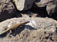  Ponta de São Lourenço