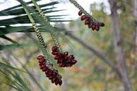 Monte Palace Tropical Garden