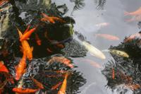 Koi-Karpfen im Monte Palace