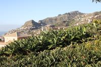 Bananen und Strelitzien