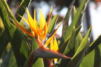 Strelitzie/Paradiesvogelblume