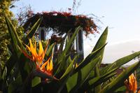 Strelitzie/Paradiesvogelblume