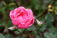 Rosengarten Quinta do Arco