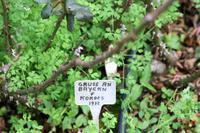 Rosengarten Quinta do Arco