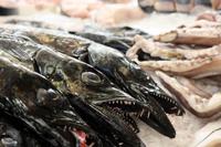 Schwarzer Degenfisch