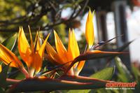Strelitzie/Paradiesvogelblume