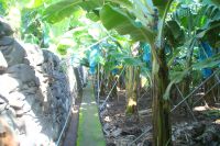 49 Wanderung durch eine Bananenplantage