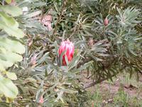 in den wunderschönen Gärten