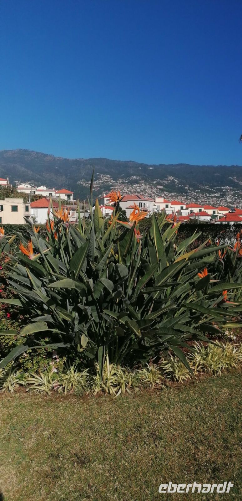 5 Blick auf Funchal