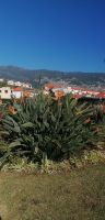 5 Blick auf Funchal