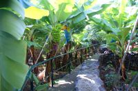 50 Bananenplantage