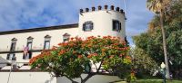 53 Afrikanischer Tulpenbaum in voller Blüte