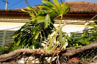 53 Frucht des Philodendron