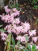 Amaryllis Bella Donna