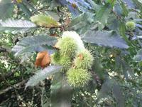 Maronen - Esskastanien