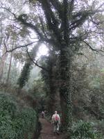 Levada da Serra do Faial