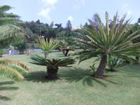 verschiedenste Arten von Palmen im Botanischen Garten