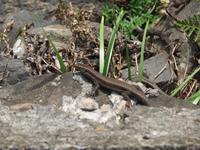 Eidechsen findet man überall