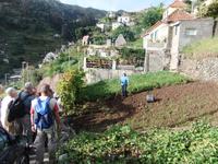 ein Madeirenser erntet Batata