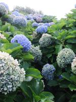 schöne und viele Horthenzien