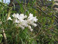 Wanderung entlang der Levada von Marocos 