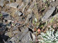 Wanderung - Pico Airero - Pico Ruivo